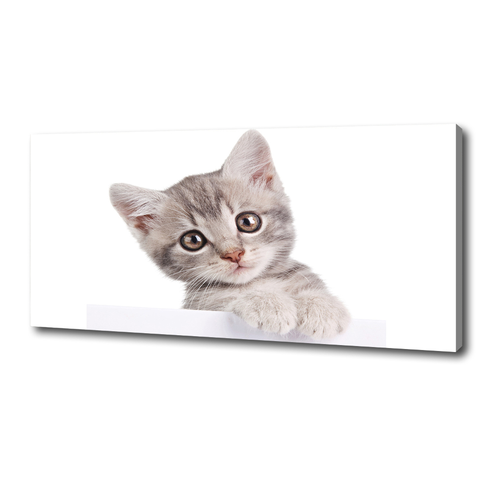 Tableau sur toile Chat gris