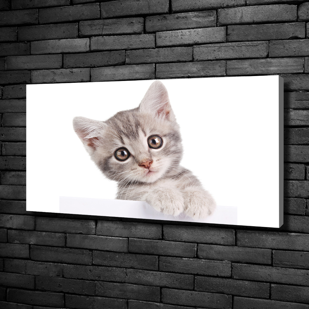 Tableau sur toile Chat gris