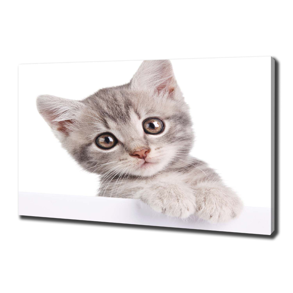 Tableau sur toile Chat gris