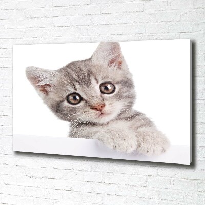 Tableau sur toile Chat gris