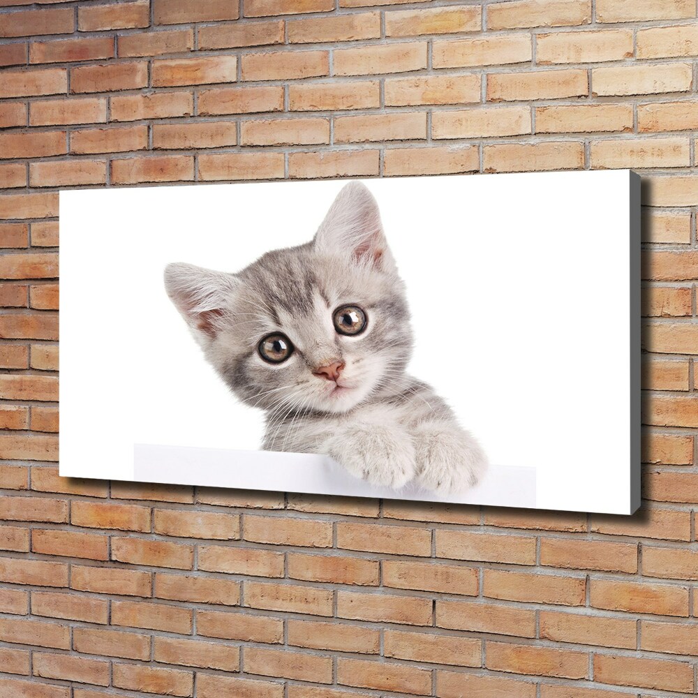 Tableau sur toile Chat gris