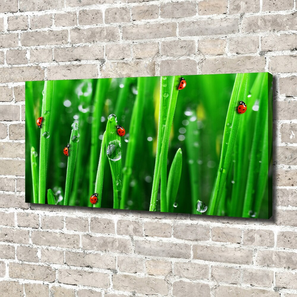 Tableau toile imprimée Coccinelles sur l'herbe