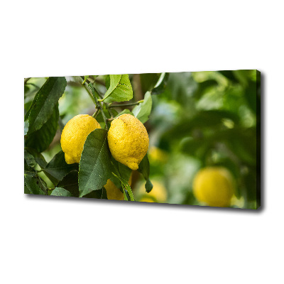 Tableau photo sur toile Citrons sur un arbre