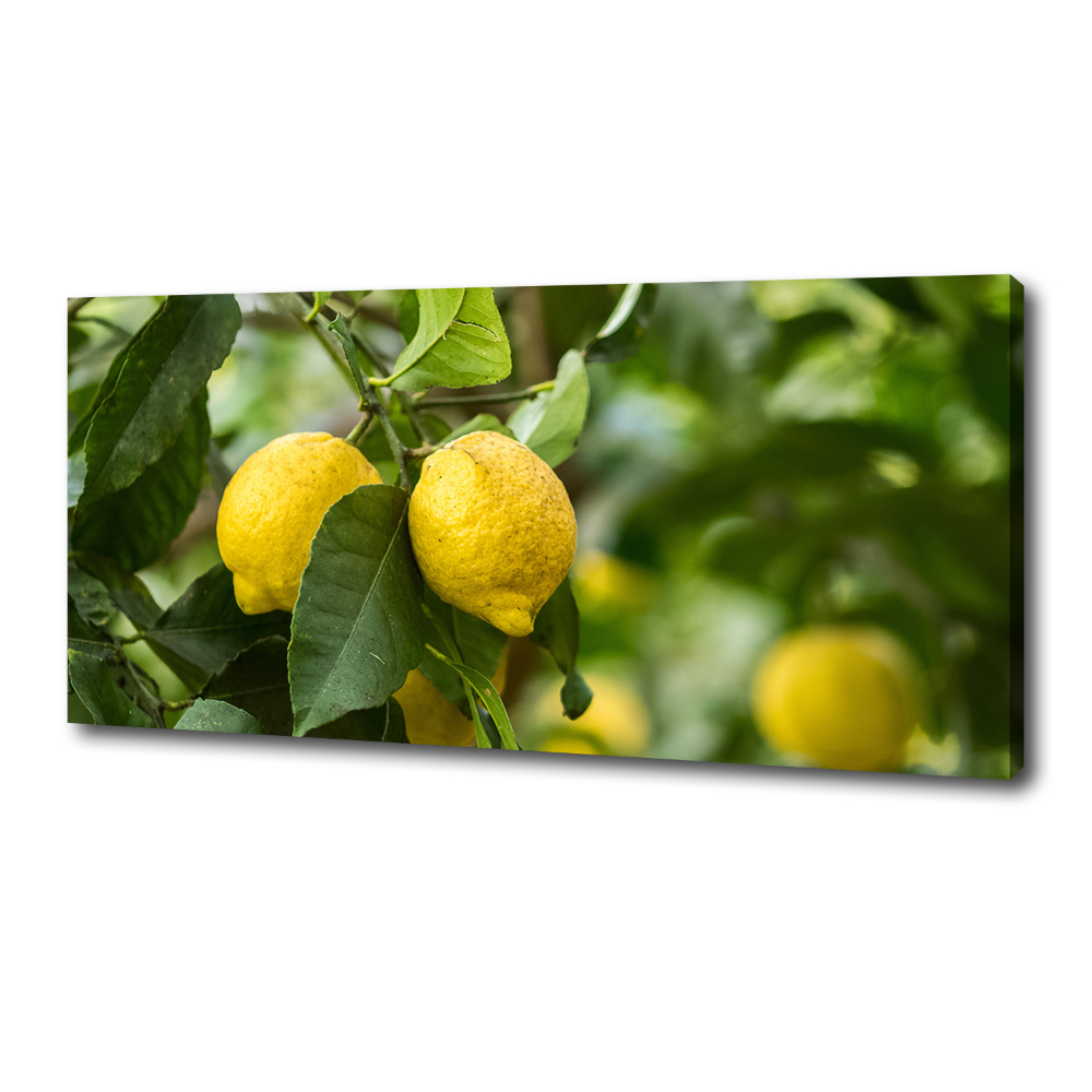 Tableau photo sur toile Citrons sur un arbre