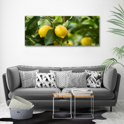 Tableau photo sur toile Citrons sur un arbre