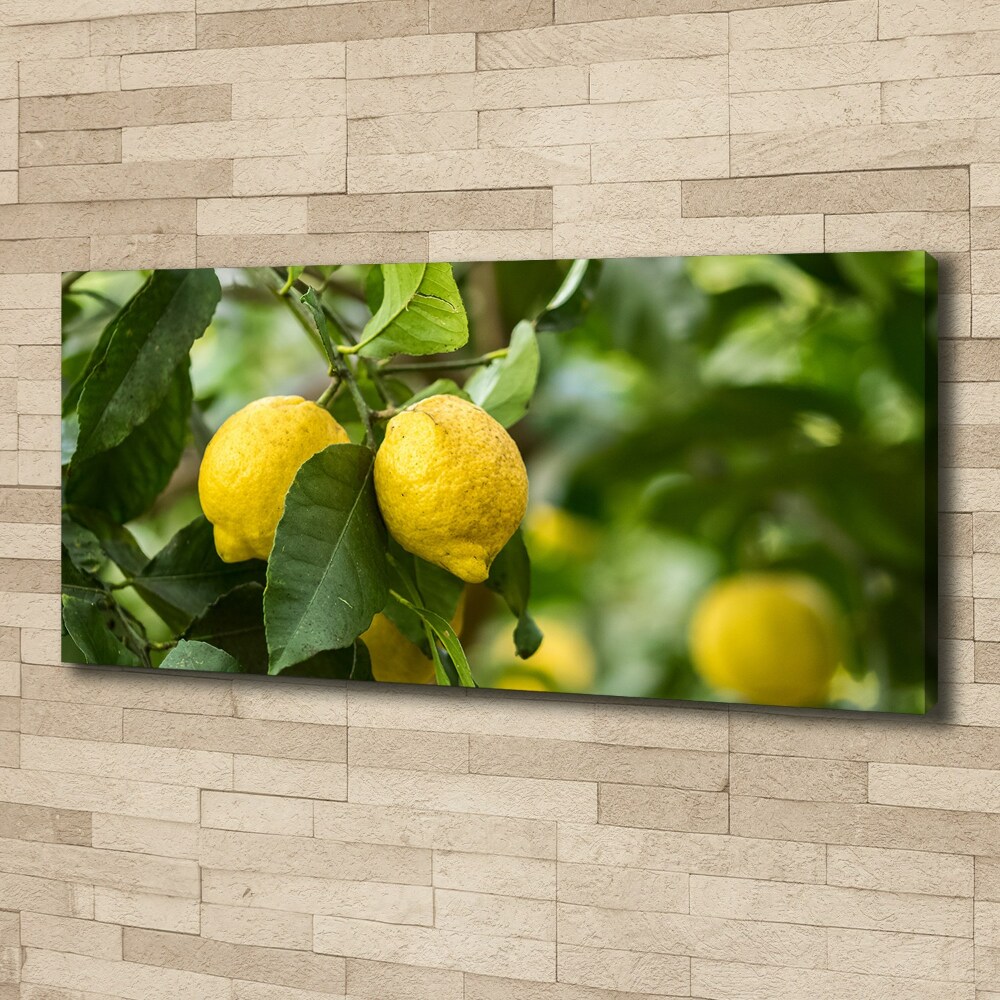 Tableau photo sur toile Citrons sur un arbre