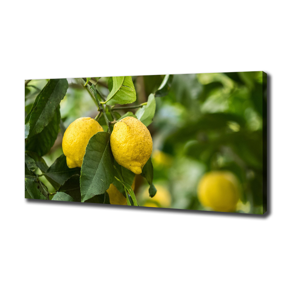 Tableau photo sur toile Citrons sur un arbre