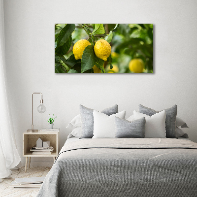 Tableau photo sur toile Citrons sur un arbre