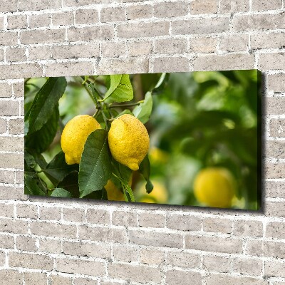 Tableau photo sur toile Citrons sur un arbre