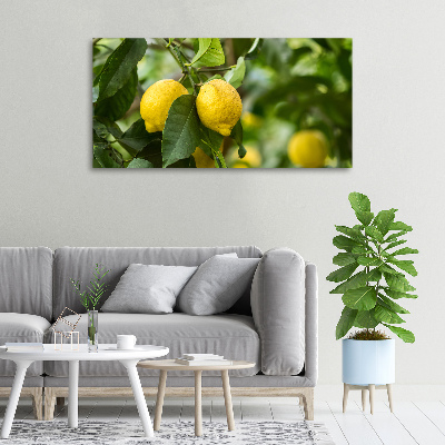 Tableau photo sur toile Citrons sur un arbre