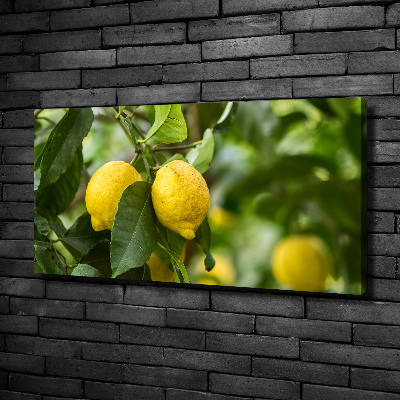 Tableau photo sur toile Citrons sur un arbre