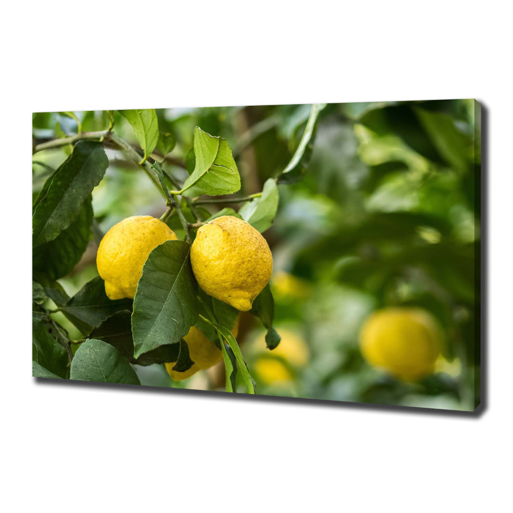 Tableau photo sur toile Citrons sur un arbre