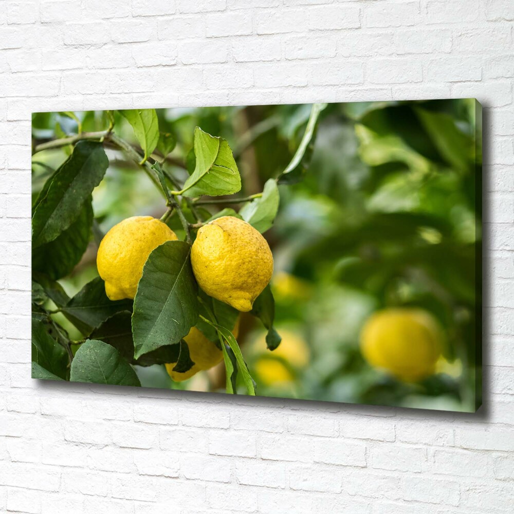 Tableau photo sur toile Citrons sur un arbre