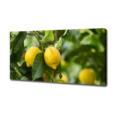 Tableau photo sur toile Citrons sur un arbre