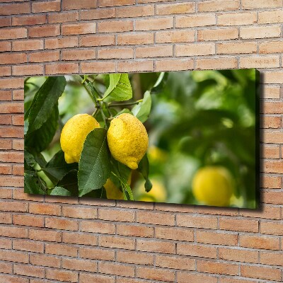 Tableau photo sur toile Citrons sur un arbre