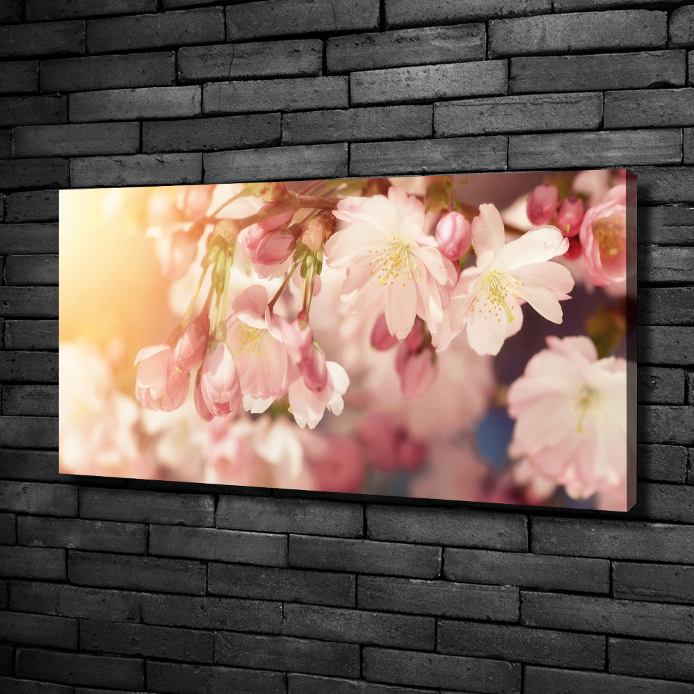 Tableau sur toile Fleurs de cerisier