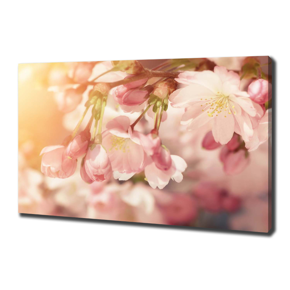 Tableau sur toile Fleurs de cerisier