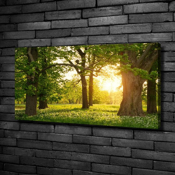 Tableau sur toile Arbres dans le parc