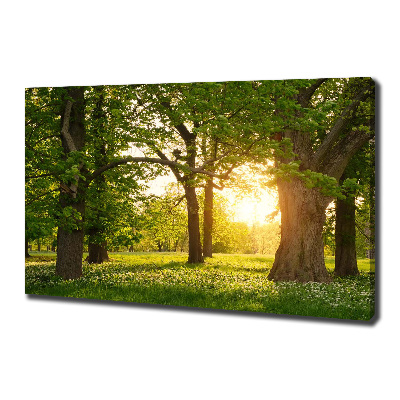 Tableau sur toile Arbres dans le parc