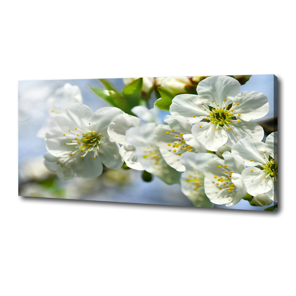 Tableau photo sur toile Fleur de cerisier