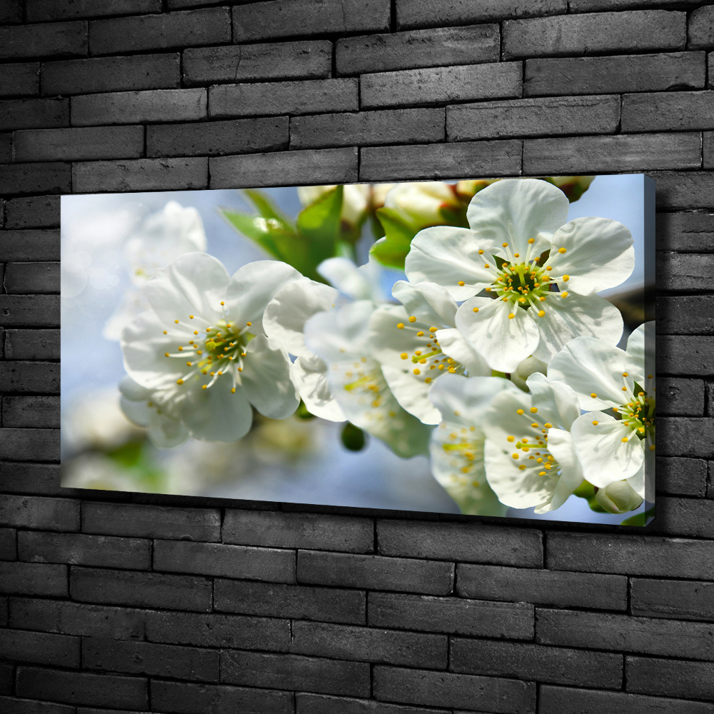 Tableau photo sur toile Fleur de cerisier