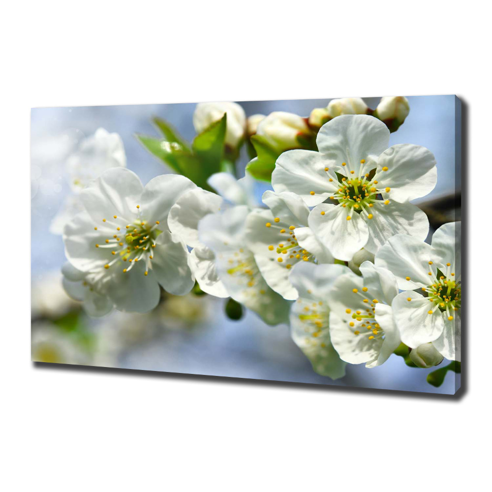 Tableau photo sur toile Fleur de cerisier