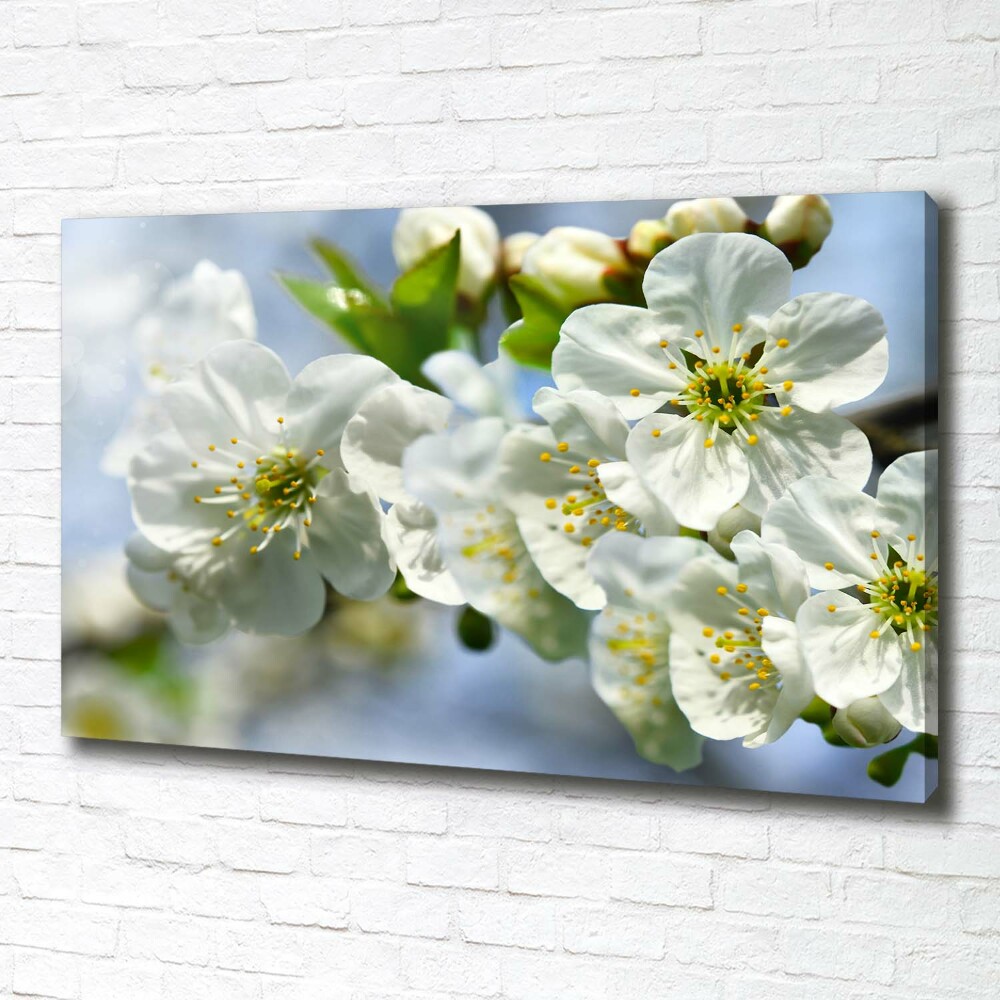 Tableau photo sur toile Fleur de cerisier