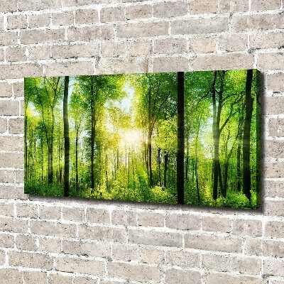 Tableau sur toile Forêt au soleil