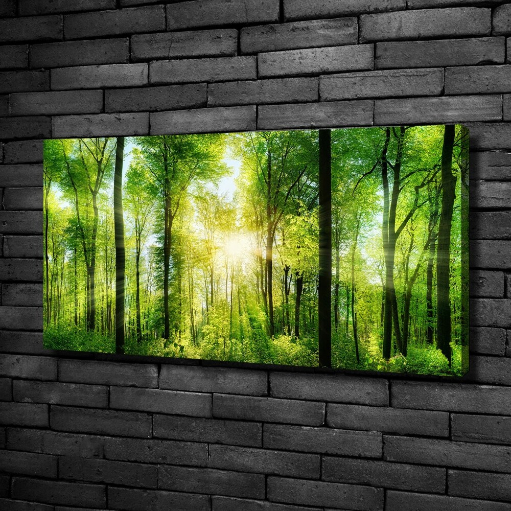 Tableau sur toile Forêt au soleil