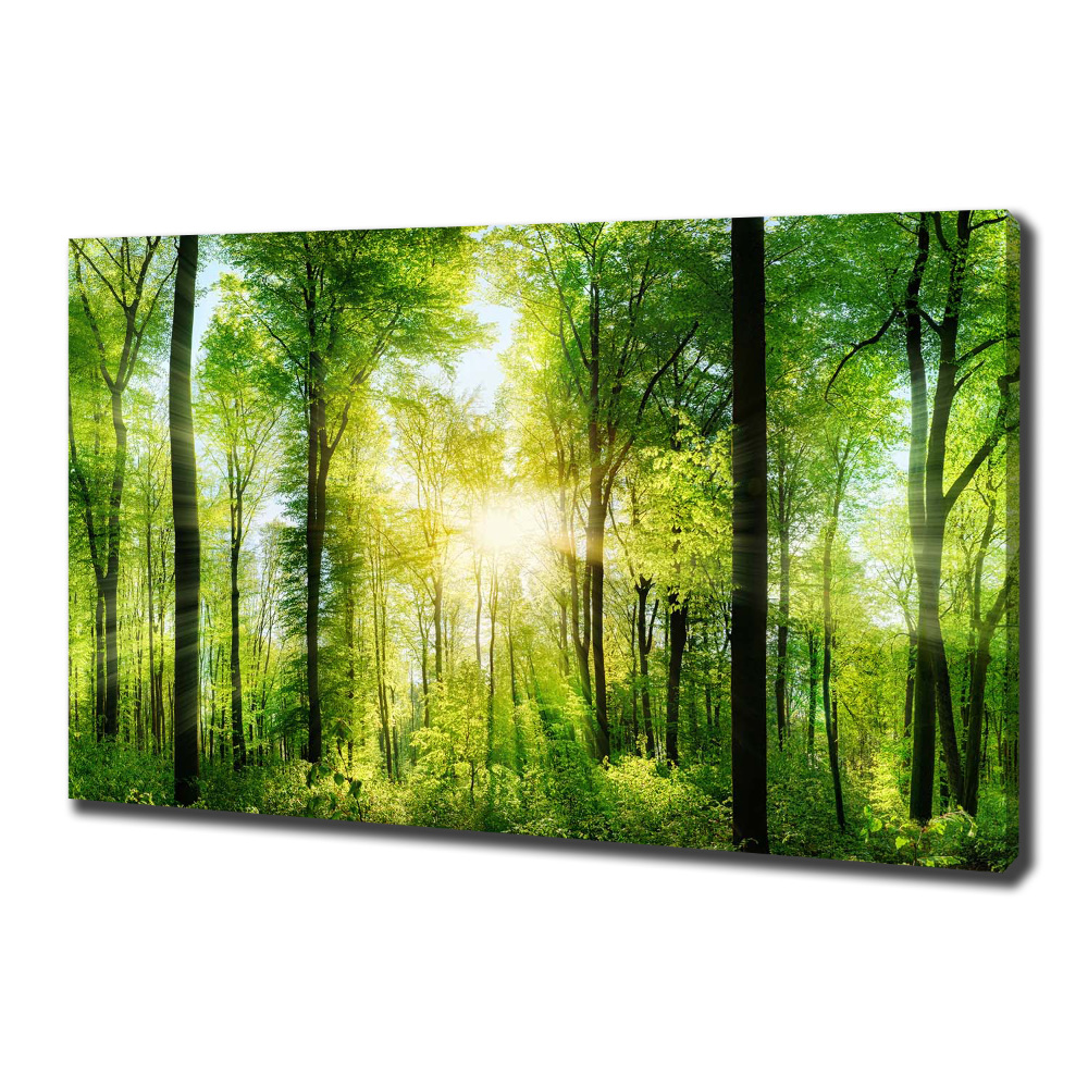 Tableau sur toile Forêt au soleil