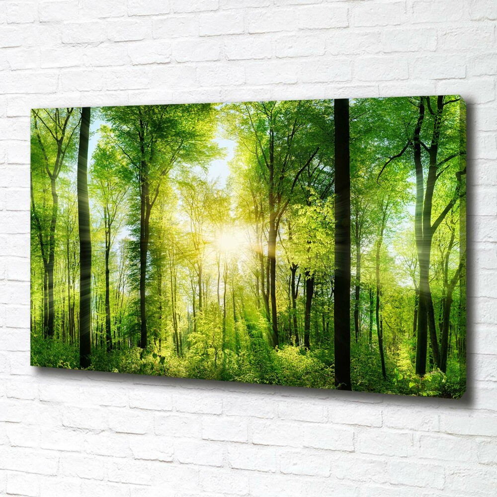 Tableau sur toile Forêt au soleil