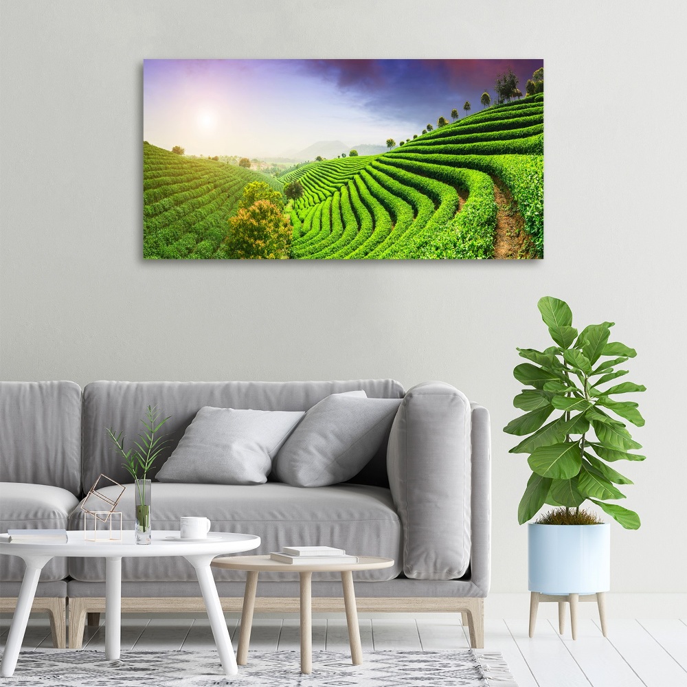 Tableau sur toile Plantation de thé