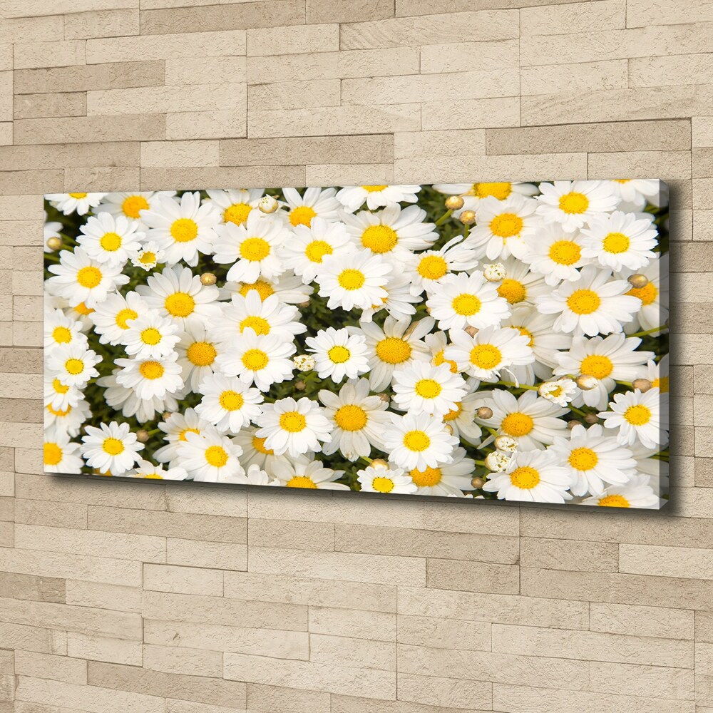 Tableau imprimé sur toile Marguerites