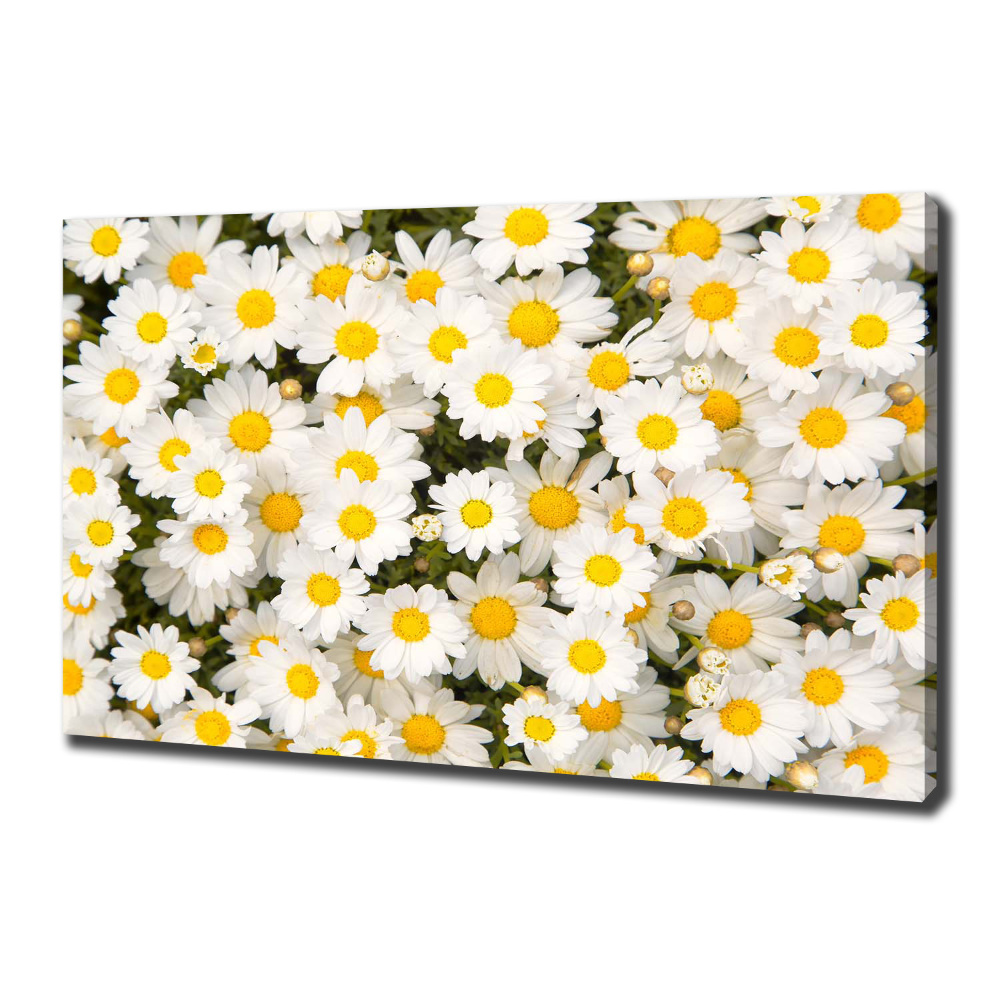 Tableau imprimé sur toile Marguerites