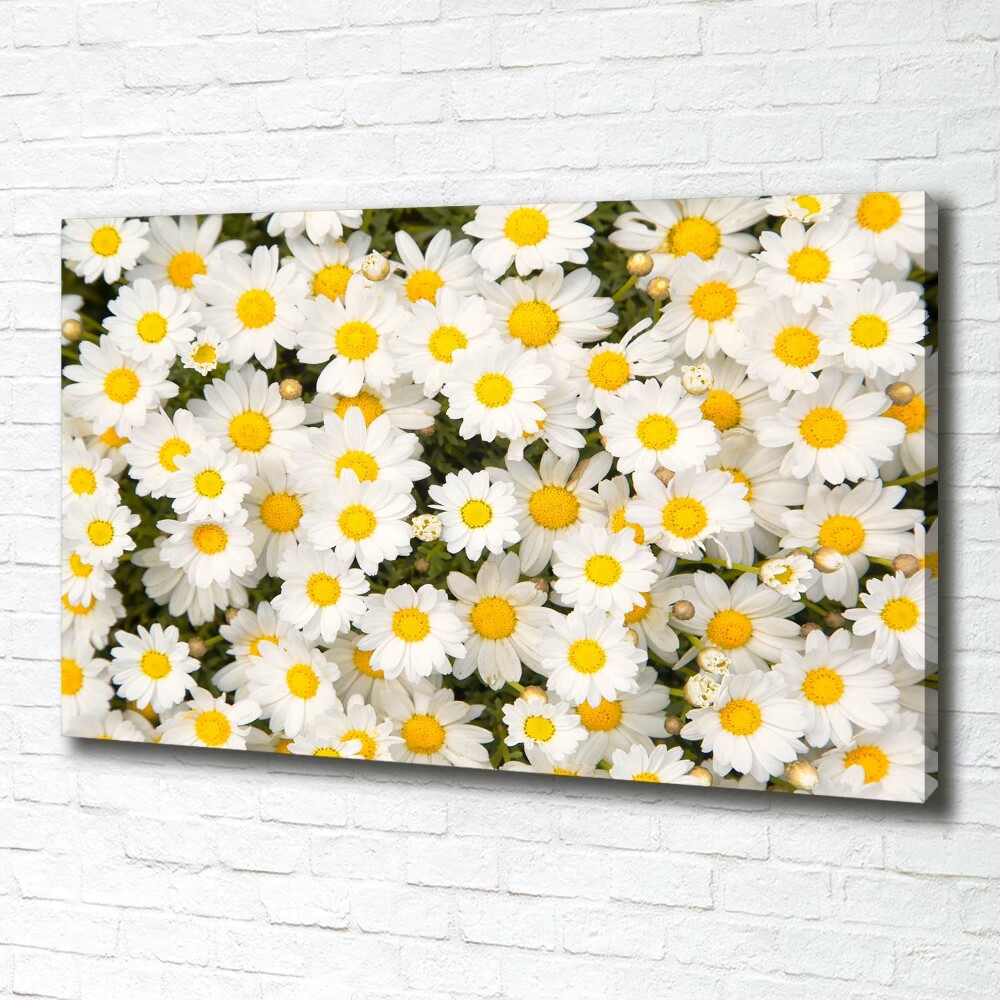 Tableau imprimé sur toile Marguerites