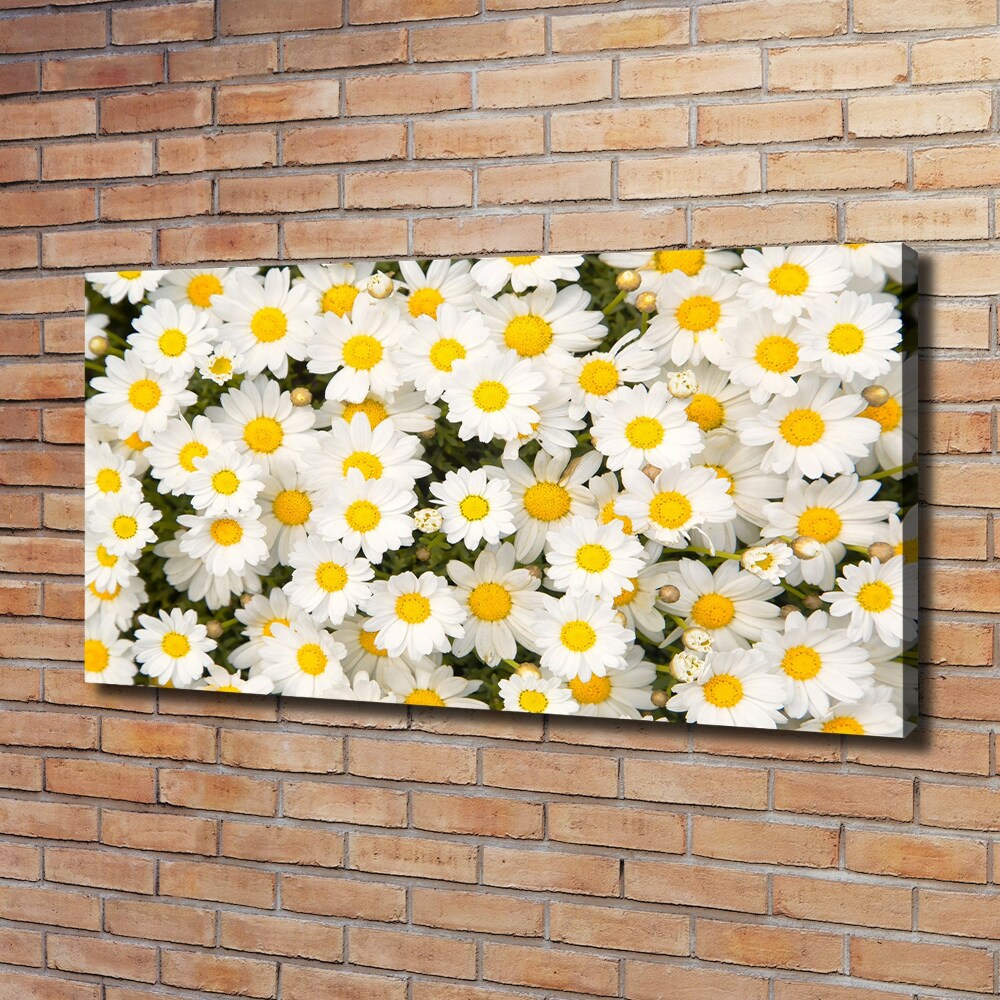 Tableau imprimé sur toile Marguerites