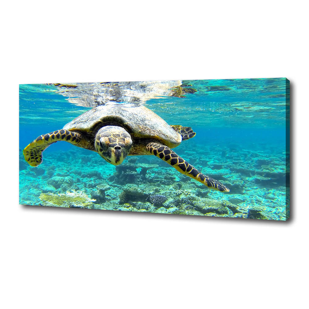 Tableau sur toile Tortue de mer