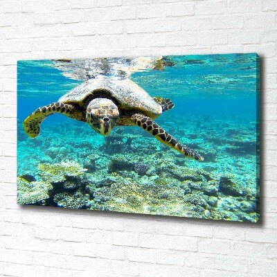 Tableau sur toile Tortue de mer