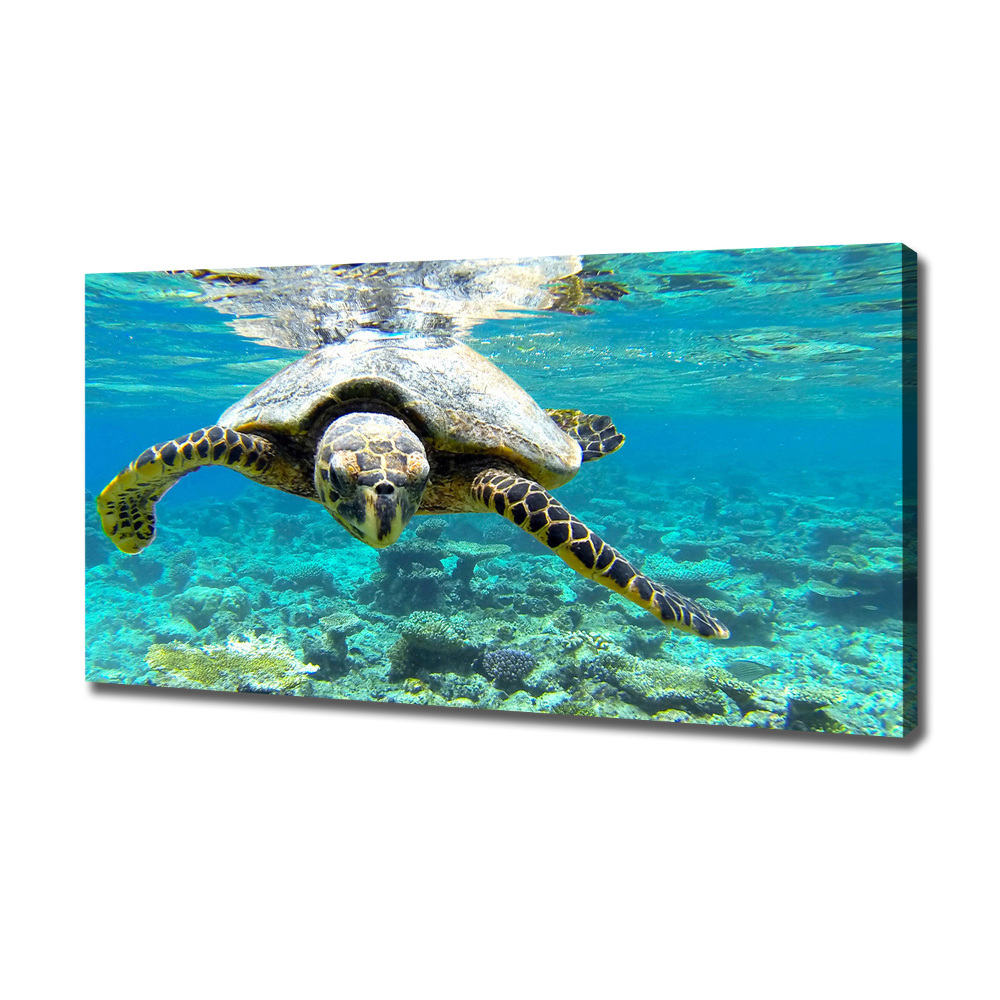 Tableau sur toile Tortue de mer