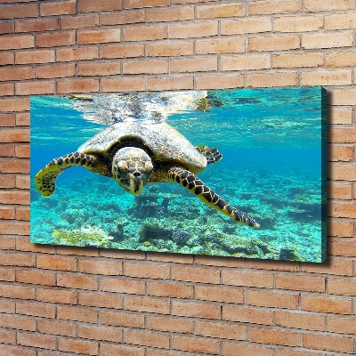 Tableau sur toile Tortue de mer