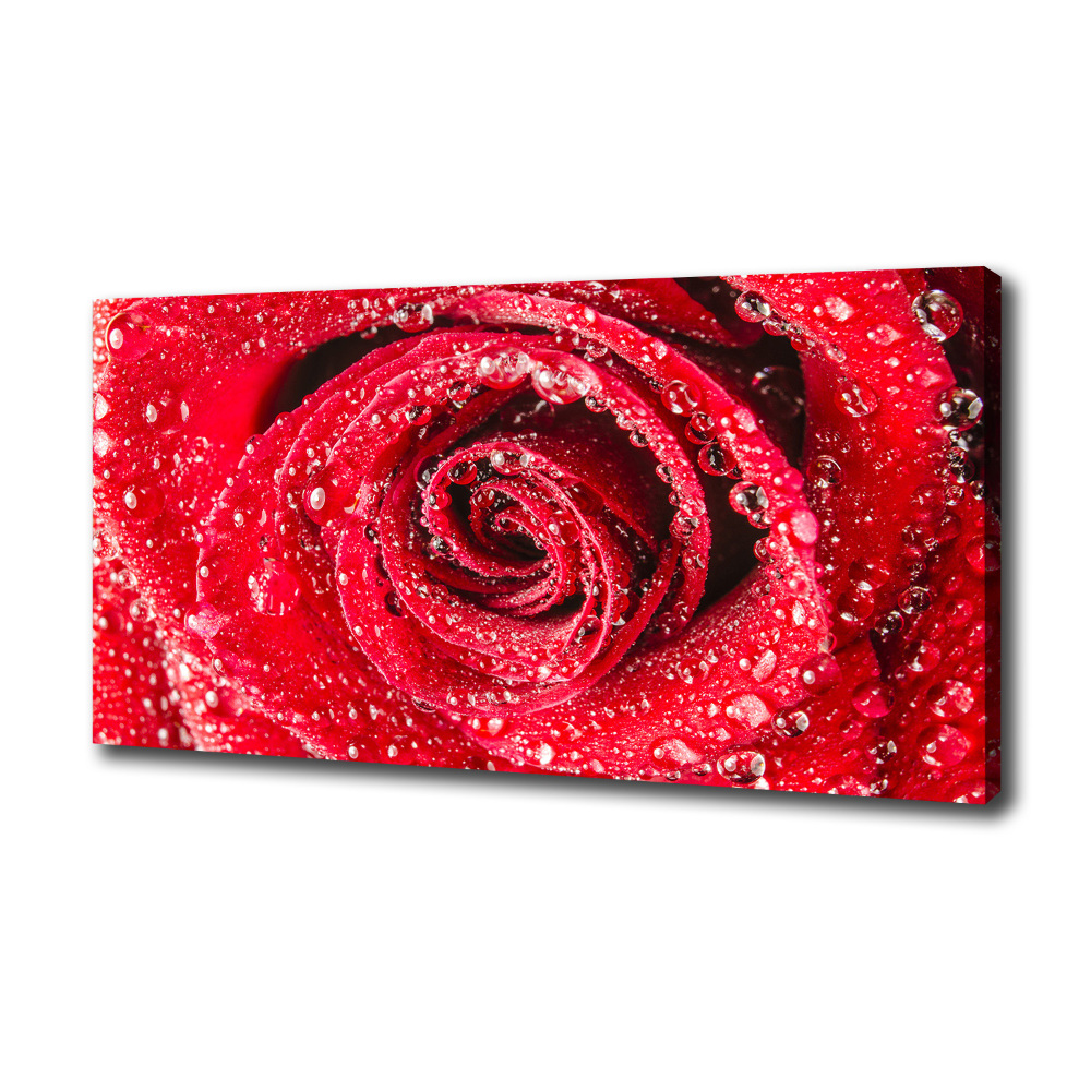 Tableau mural sur toile Gouttes d'eau sur une rose