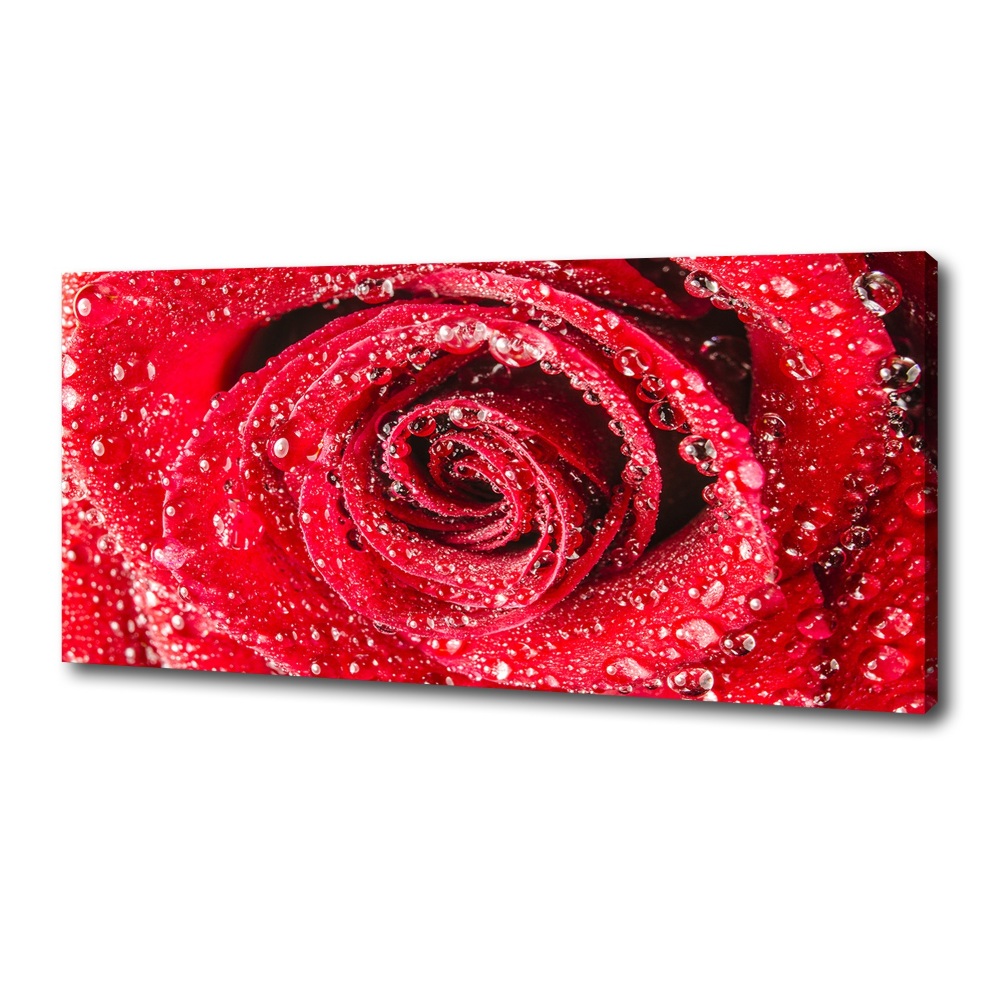 Tableau mural sur toile Gouttes d'eau sur une rose