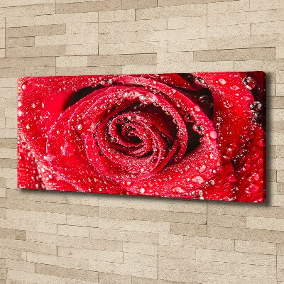 Tableau mural sur toile Gouttes d'eau sur une rose