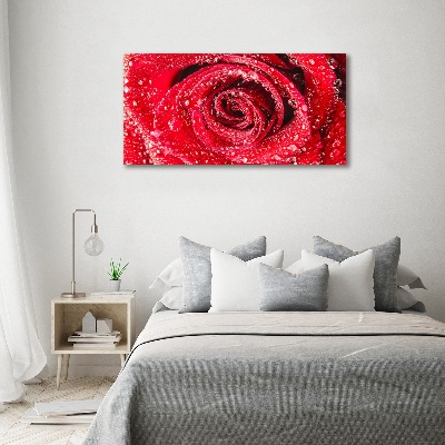 Tableau mural sur toile Gouttes d'eau sur une rose