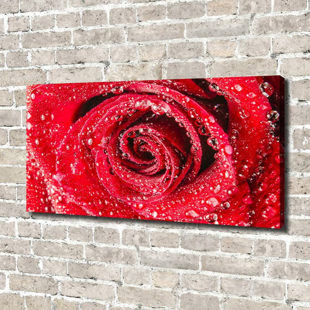 Tableau mural sur toile Gouttes d'eau sur une rose