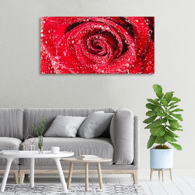 Tableau mural sur toile Gouttes d'eau sur une rose