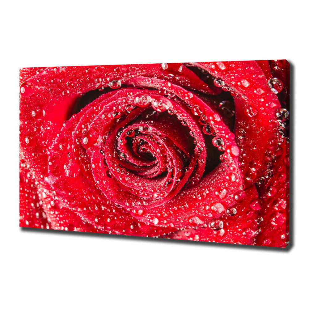 Tableau mural sur toile Gouttes d'eau sur une rose