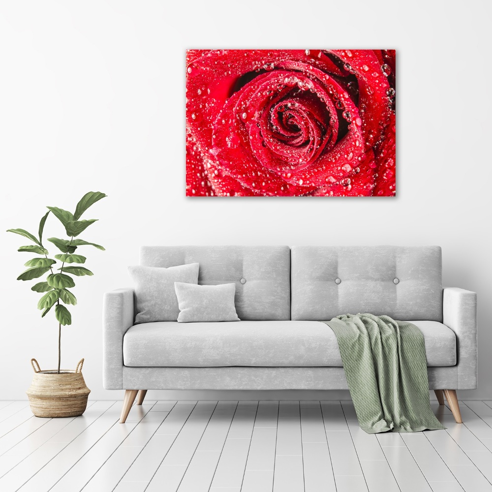 Tableau mural sur toile Gouttes d'eau sur une rose