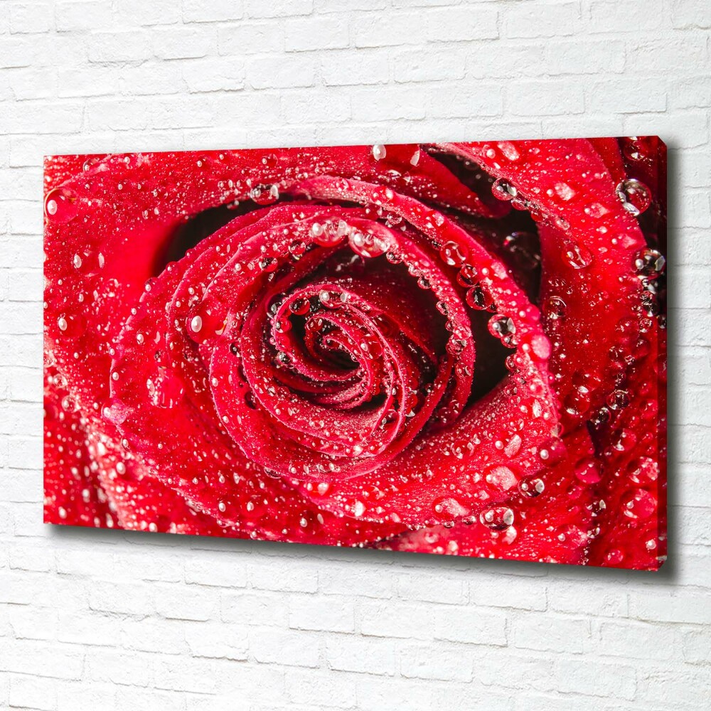 Tableau mural sur toile Gouttes d'eau sur une rose