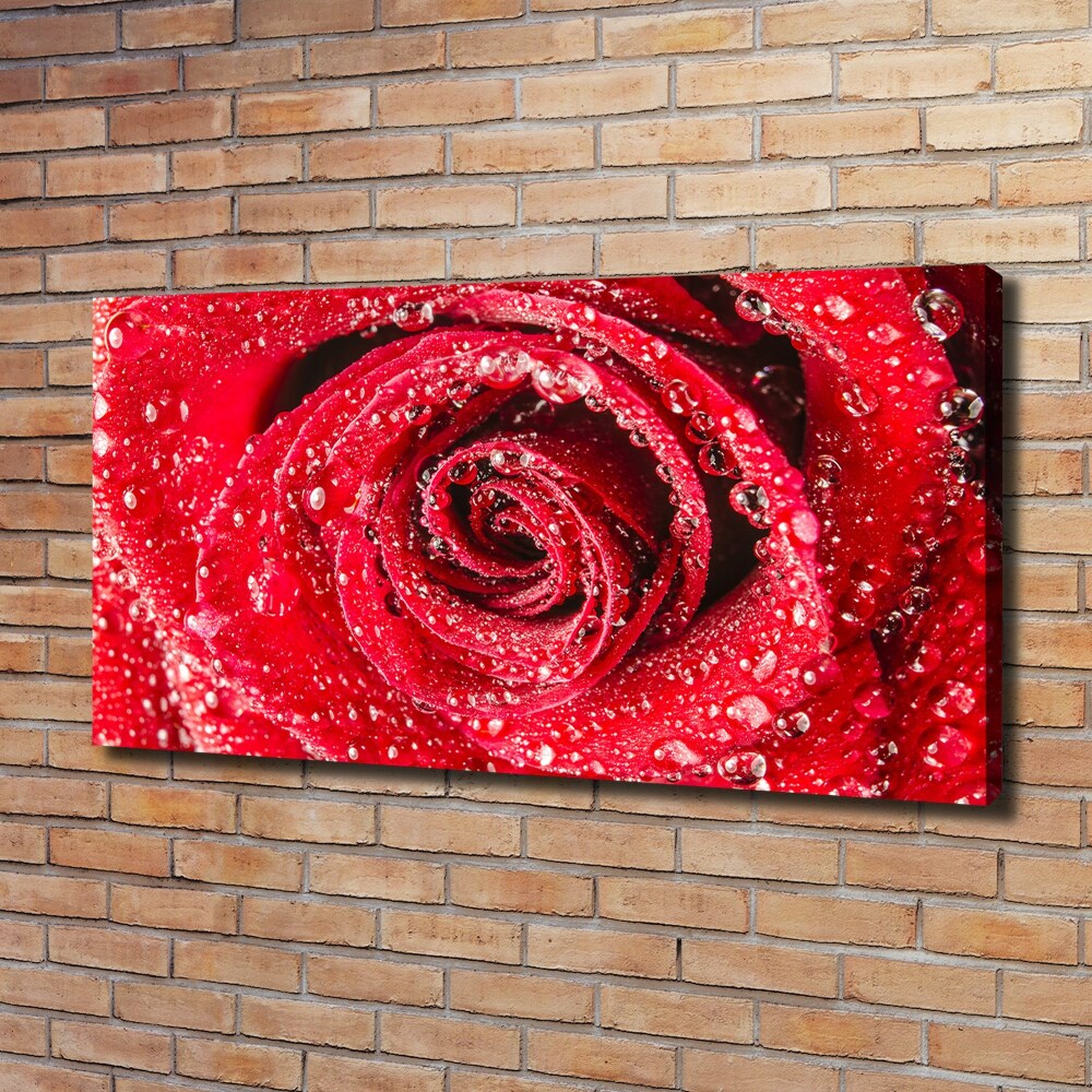 Tableau mural sur toile Gouttes d'eau sur une rose